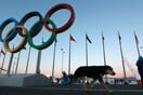 Ένας μεγιστάνας έσωσε τα αδέσποτα του Σότσι