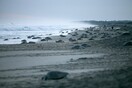Η κλιματική αλλαγή αυξάνει δραματικά τον πληθυσμό των θηλυκών χελωνών και απειλεί το είδος με αφανισμό