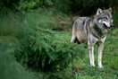 Ένα απίστευτο ταξίδι - Η Νάγια γίνεται ο πρώτος λύκος που εμφανίζεται στο Βέλγιο εδώ και έναν αιώνα