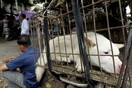 Κινέζοι γιόρτασαν την ισημερία τρώγοντας σκύλους πρόωρα για να αποφύγουν τους ακτιβιστές