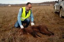 Καστοριά: Νεκρό αρκουδάκι από δηλητηριασμένο δόλωμα