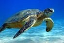 Μαδαγασκάρη: Οκτώ παιδιά δηλητηριάστηκαν και πέθαναν αφού έφαγαν θαλάσσια χελώνα