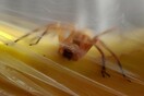 Αγόρασε μπανάνες για το μεσημεριανό του στη δουλειά και βρήκε μέσα την πιο δηλητηριώδη αράχνη στον κόσμο