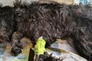 Σε διαθεσιμότητα οι υπάλληλοι ξενοδοχείου που έριξαν σκυλί σε μηχανή σύνθλιψης