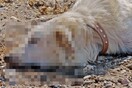 Απίστευτη κτηνωδία στην Κύπρο: Πυροβόλησαν 13 σκυλιά στο κεφάλι
