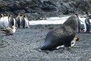 Eπιστήμονες απαθανάτισαν σεξουαλική συνεύρεση μεταξύ φώκιας και πιγκουίνου