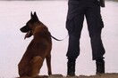 Η ΕΛΑΣ λέει αντίο και «ευχαριστώ» στον σκύλο περιπολίας Satan που πέθανε