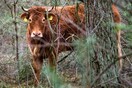Σε πανσιόν ζώων η αγελάδα που κρύφτηκε στο δάσος για να γλιτώσει τη σφαγή