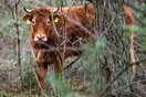 Σε πανσιόν ζώων η αγελάδα που κρύφτηκε στο δάσος για να γλιτώσει τη σφαγή