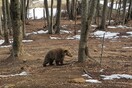 Ξύπνησαν οι αρκούδες στο Καταφύγιο του Αρκτούρου - ΒΙΝΤΕΟ