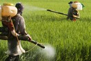Η αμφιλεγόμενη και χαρακτηρισμένη ως πιθανώς καρκινογόνος γλυφοσάτη πήρε έγκριση για 5 χρόνια στην Ε.Ε.