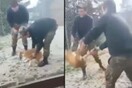 Ταυτοποιήθηκαν οι φαντάροι που κακοποίησαν το σκυλί - Σήμερα οι εξελίξεις