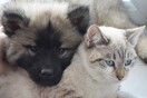 Η Nestlé Purina δημιουργεί το «BetterwithPets», το πρώτο βραβείο για την ενίσχυση των κατοικίδιων ζώων