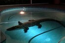 Αλιγάτορας τριών μέτρων εισβάλλει σε πισίνα σπιτιού στη Φλόριντα