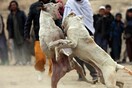 Καταδικάστηκαν δύο άτομα στο Λαύριο για κυνομαχίες με πιτμπουλ και κακοποίηση σκύλων