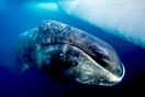 Οι τοξοκέφαλες φάλαινες τραγουδούν «free jazz» για να προσελκύσουν το ταίρι τους