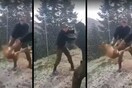 Ο σκύλος που πετάχτηκε από φαντάρους σε γκρεμό επέζησε - Δικογραφία για τους δράστες της κακοποίησης