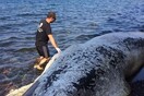 Νεκρή φάλαινα ξεβράστηκε στις ακτές της Σαντορίνης - ΒΙΝΤΕΟ