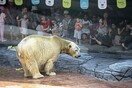 Πέθανε η μοναδική «τροπική» πολική αρκούδα