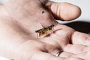 Πέταξε το Robofly, το πρώτο ασύρματο ρομποτικό έντομο