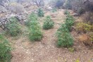 Εντοπίστηκαν 79 δενδρύλλια κάνναβης στην Ιεράπετρα