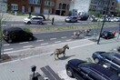 Ελεύθερες ζέβρες τρέχουν στους δρόμους των Βρυξελλών