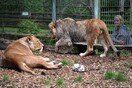Τα άγρια ζώα που έσπειραν τον πανικό στη Γερμανία τελικά δεν είχαν φύγει ποτέ- Τι ακριβώς συνέβη στο ζωολογικό κήπο