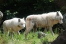 Έξι υπέροχοι λευκοί λύκοι από ζωολογικό κήπο στην Ιταλία βρήκαν καταφύγιο στον Αρκτούρο