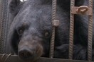 National Geographic: Μπορεί όντως να μπερδέψεις αρκούδα με σκύλο; Συνέβη σε μια οικογένεια...