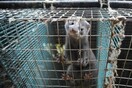 Φιλοζωική οργή για την διεθνή έκθεση γούνας στην Καστοριά - Ετοιμάζουν διαμαρτυρία