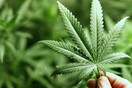Τριήμερο κάνναβης στην Αθήνα - Το πρώτο Balkannabis Expo ξεκινά