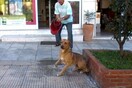 Παρέμβαση εισαγγελέα για τον φαρμακοποιό που καταβρέχει σκύλο με "νερό που περιέχει χλωρίνη"
