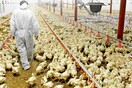 Έρευνα: Η πλύση χλωρίου στο κοτόπουλο είναι τελικά επικίνδυνη