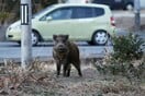 Αγέλη με αγριογούρουνα στην Εκάλη - Πώς και γιατί βρέθηκαν στην περιοχή