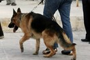Ένας σκύλος «ανακάλυψε» την απόπειρά απόδρασης των κρατουμένων!