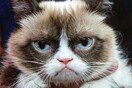 H 'Grumpy Cat' είναι το πρώτο ζώο που αποκτά ομοίωμα στο μουσείο της Μαντάμ Τισό