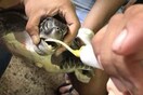 Ταϊλάνδη: Χελώνα πέθανε επειδή κατάπιε πλαστικό - Το στομάχι της ήταν γεμάτο και δεν μπορούσε πλέον να τραφεί