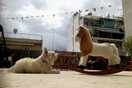 30 νέες φωτογραφίες απ' τα τέλεια ζώα των αναγνωστών μας