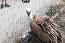 Σπάνιος γυπαετός ανάμεσα σε ανθρώπους στο Ηράκλειο Κρήτης