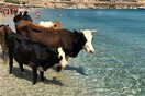 Και ξαφνικά το κοσμικό Καλό Λιβάδι στη Μύκονο γέμισε αγελάδες - ΦΩΤΟΓΡΑΦΙΕΣ