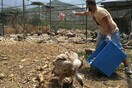 Άγρια ζώα ζουν κάτω από άθλιες συνθήκες στην Αίγινα - Τι καταγγέλλει η ΑΝΙΜΑ