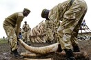 Ανεξέλεγκτο το παράνομο εμπόριο ελεφαντόδοντου στην ΕΕ - Τα νομοθετικά κενά