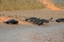 200 νεογέννητες πράσινες χελώνες και καρέτα καρέτα κολυμπούν στη Μεσόγειο (Φωτό και βίντεο)