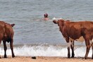 Η Σουηδία επέτρεψε σε αγελάδες την πρόσβαση σε παραλίες γυμνιστών λόγω καύσωνα- Αντιδρούν οι λουόμενοι