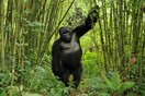Οργή με αποκάλυψη πως οι Κινέζοι θέλουν μυστικό deal για να πάρουν άγρια ζώα από το Κονγκό