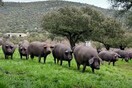Πλέον τα γουρούνια στην Ισπανία είναι περισσότερα από τους ανθρώπους και αυτό δεν είναι καλό