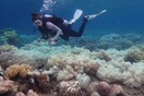 Η Χαβάη θα απαγορεύσει τα αντηλιακά που είναι επιβλαβή για τους κοραλλιογενείς υφάλους