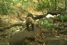 Μαϊμούδες μόλις πέρασαν στη Λίθινη Εποχή - Εντυπωσιακά ευρήματα σε ζούγκλα του Παναμά