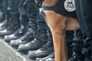 Νεκρός και σκύλος της αστυνομίας στην επιχείρηση στο Σεν Ντενί