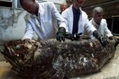 Προϊστορικό ψάρι που εμφανίστηκε στη Γη πριν από τους δεινόσαυρους κινδυνεύει με εξαφάνιση από την εξόρυξη πετρελαίου